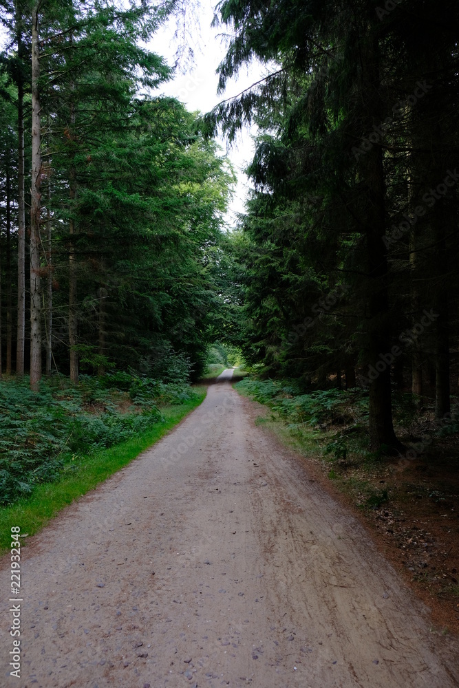 Fototapeta premium forest alley
