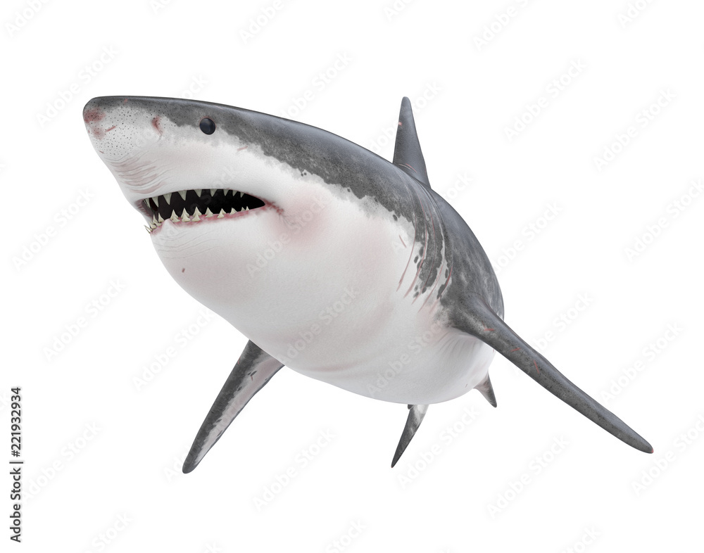 Obraz premium Wielki biały rekin na białym tle
