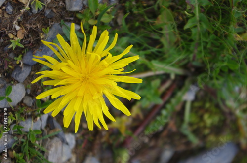 Fototapeta Naklejka Na Ścianę i Meble -  Fleur jaune de pissenlit en montagne
