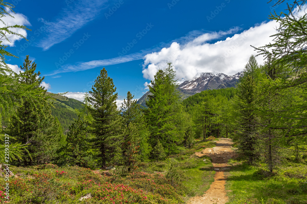 Fototapeta premium Wandern im Martelltal, Südtirol 