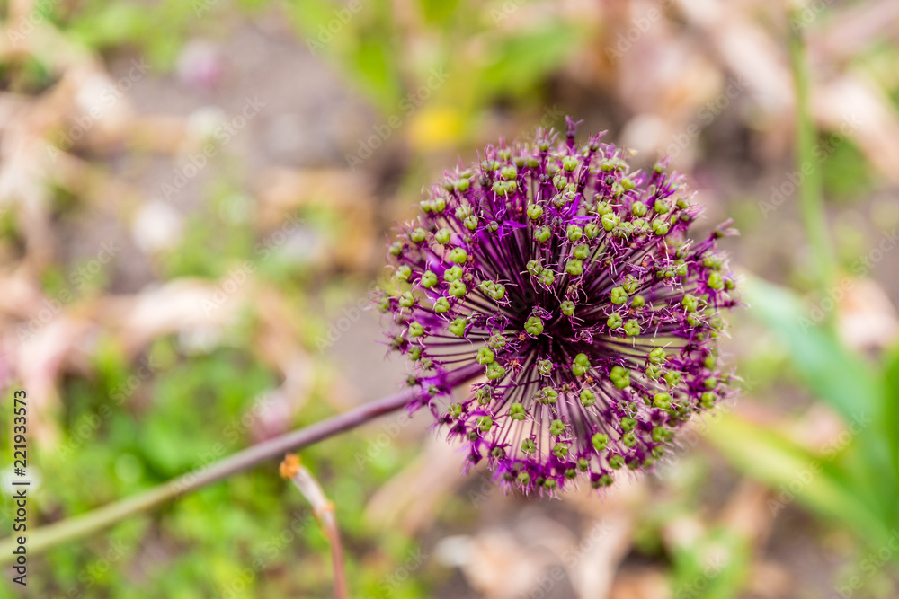 Obraz premium flower in the garden