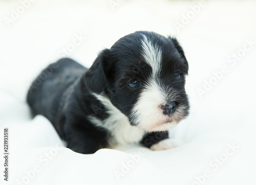 havanese dog puppy © bina01