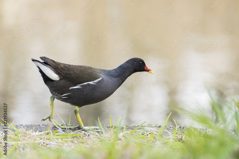 Common moorhen on the shore of the pond. Common moorhen on the shore of the pond.