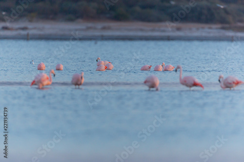 Beautiful flamingos in Ansenuza National Park, Cordoba, Argentina