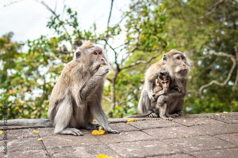 A funny little macaque on the nature background. Bali island.