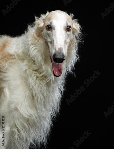 Valokuva Russian borzoi, Russian hound greyhound Dog Isolated on Black Background in stud