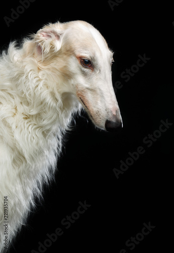 Quadro su tela Russian borzoi, Russian hound greyhound Dog Isolated on Black Background in stud