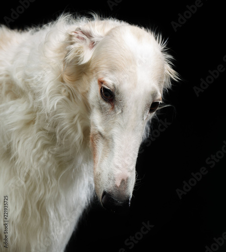 Russian borzoi, Russian hound greyhound Dog Isolated on Black Background in studio © TrapezaStudio