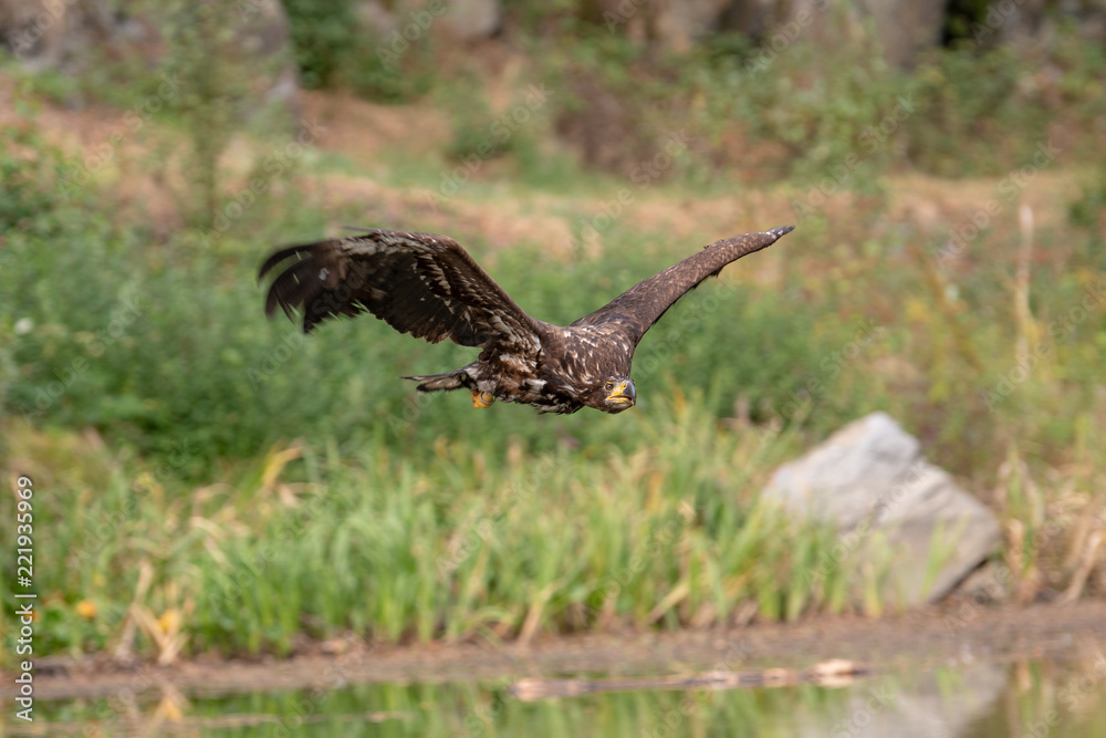 Fototapeta premium White-tailed Eagle, Haliaeetus albicilla, flying above the water, bird of prey with forest in background, animal in the nature habitat, wildlife from Sweden. Eagle in flight above the dark lake