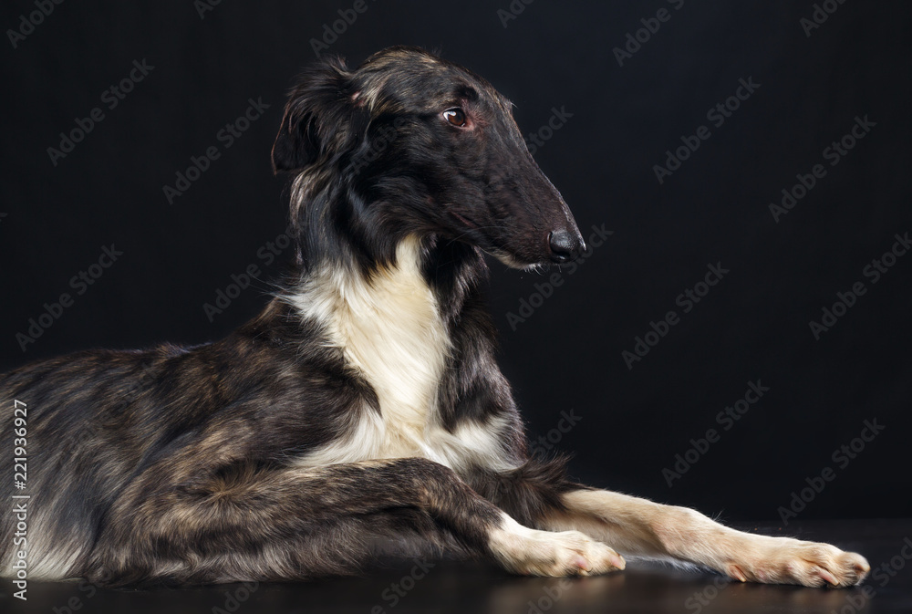 Russian borzoi, Russian hound greyhound Dog Isolated on Black Background in studio Russian borzoi, Russian hound greyhound Dog Isolated on Black Background in studio