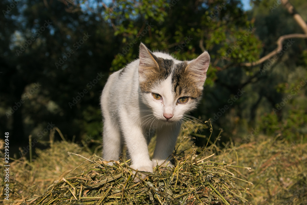 Gattino sopra una balla di fieno Gattino sopra una balla di fieno