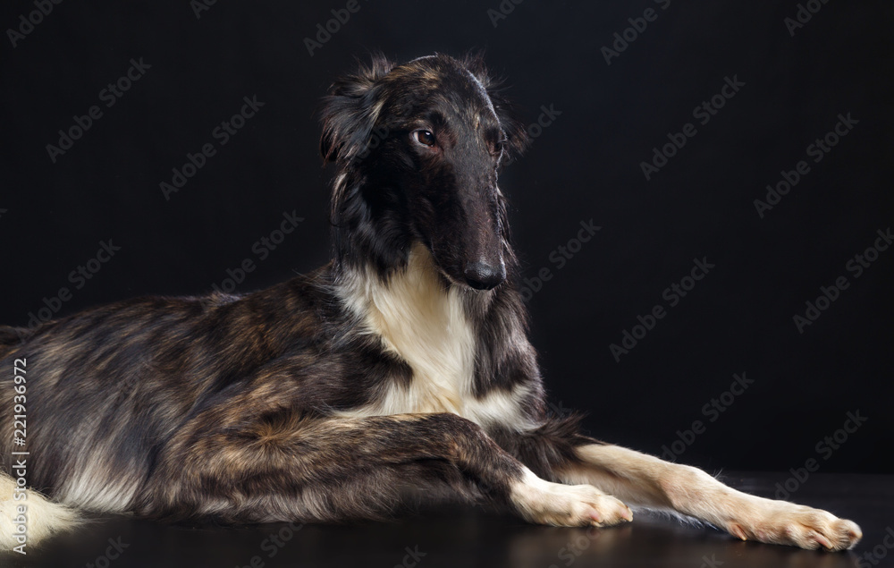 Russian borzoi, Russian hound greyhound Dog Isolated on Black Background in studio