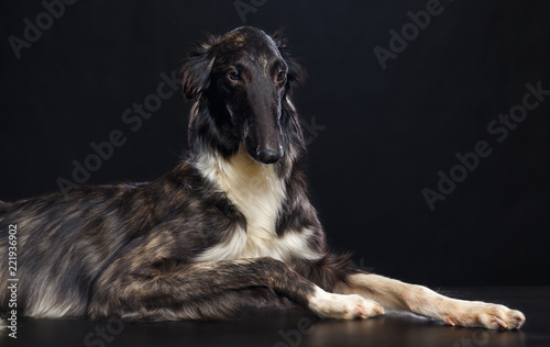 Foto Russian borzoi, Russian hound greyhound Dog Isolated on Black Background in stud