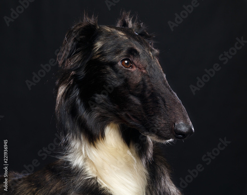 Russian borzoi, Russian hound greyhound Dog Isolated on Black Background in studio