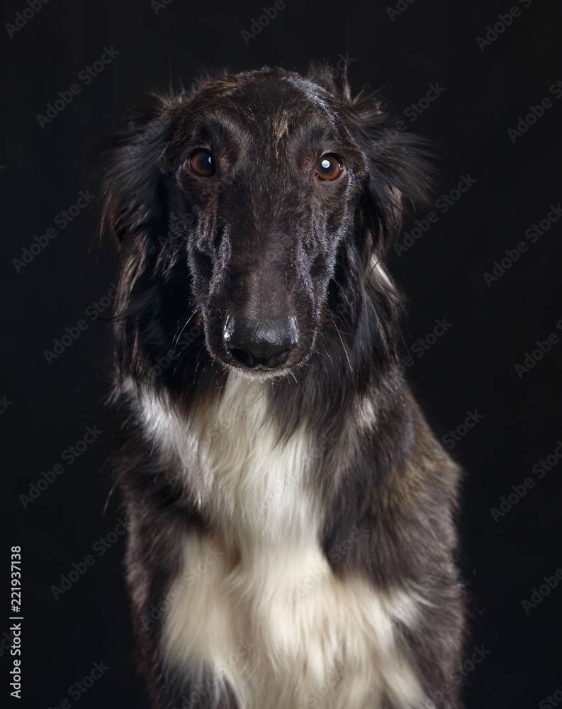 Russian borzoi, Russian hound greyhound Dog Isolated on Black Background in studio Russian borzoi, Russian hound greyhound Dog Isolated on Black Background in studio