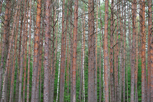 Pine forest tree trunks in summer day as beautiful natural textured background.