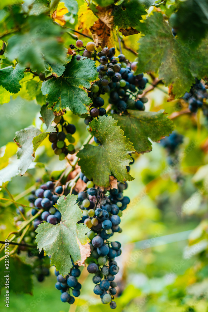 Bunch of green and purple grapes on the vine with leaves.