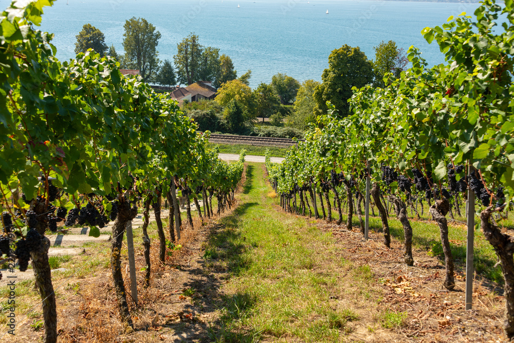 View through vineyards with ripe blue grapes to Lake Constance near Birnau