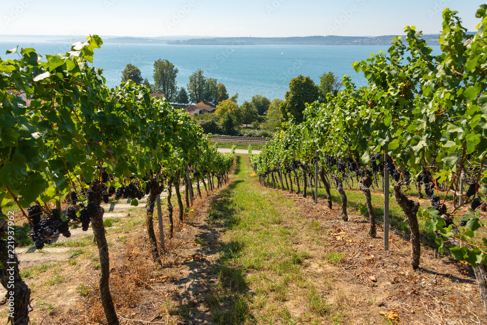 View through vineyards with ripe blue grapes to Lake Constance near Birnau