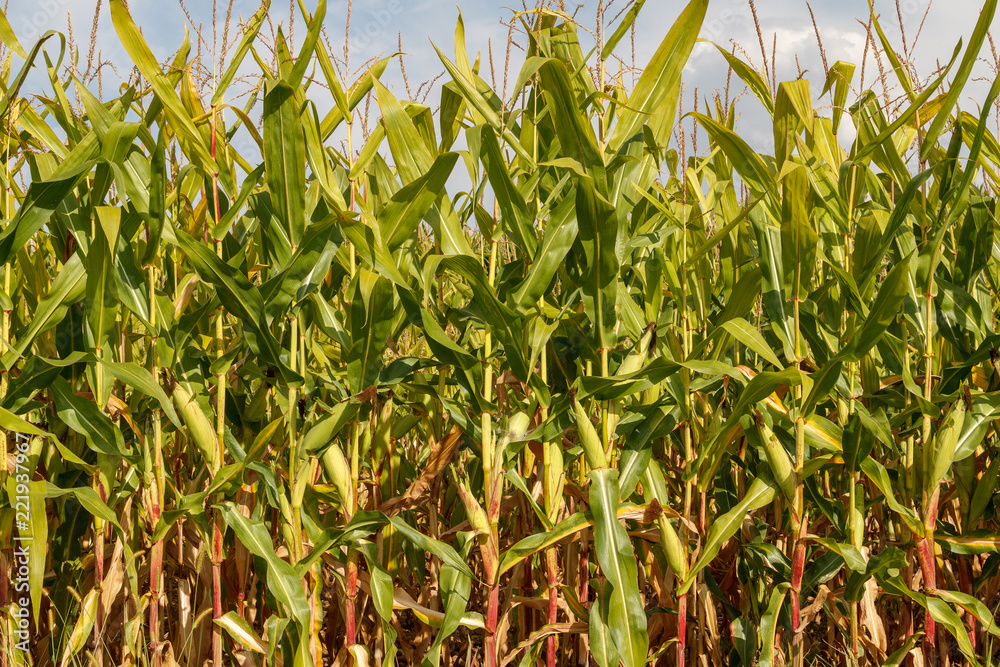 Fototapeta premium Maizal. Campo de maíz. Mazorcas.