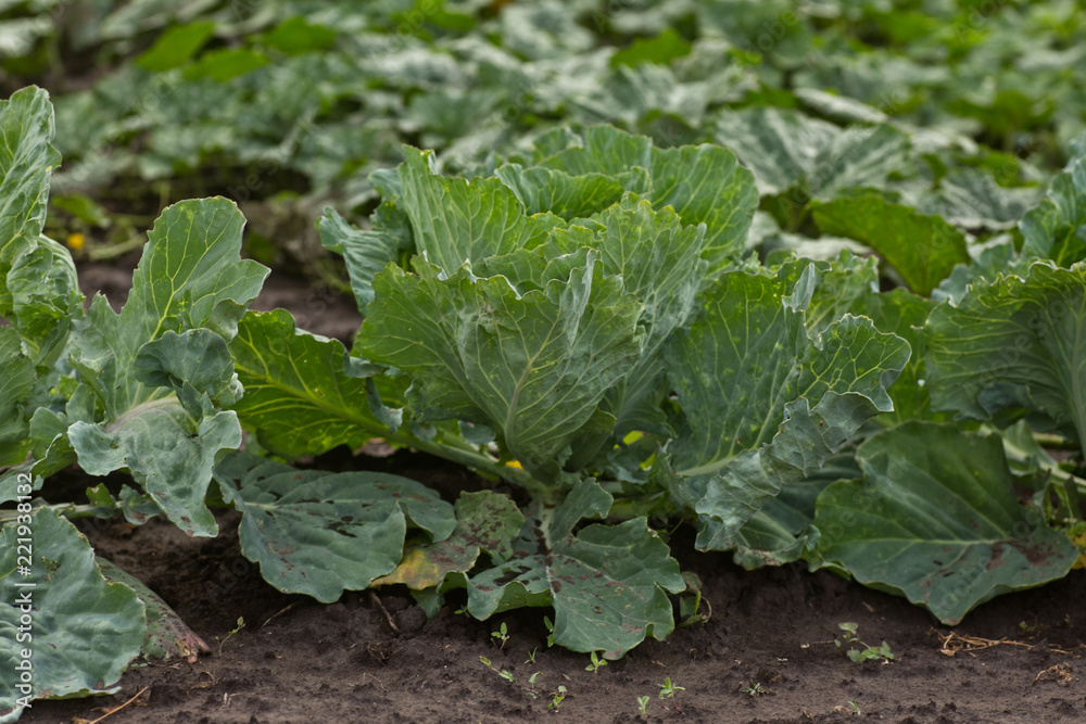 Brassica oleracea, Background of cabbage, headed cabbage leaves. Dew drops on a leaf of cabbage. Green juicy color of the plant. big fresh white cabbage Brassica oleracea, Background of cabbage, headed cabbage leaves. Dew drops on a leaf of cabbage. Green juicy color of the plant. big fresh white cabbage