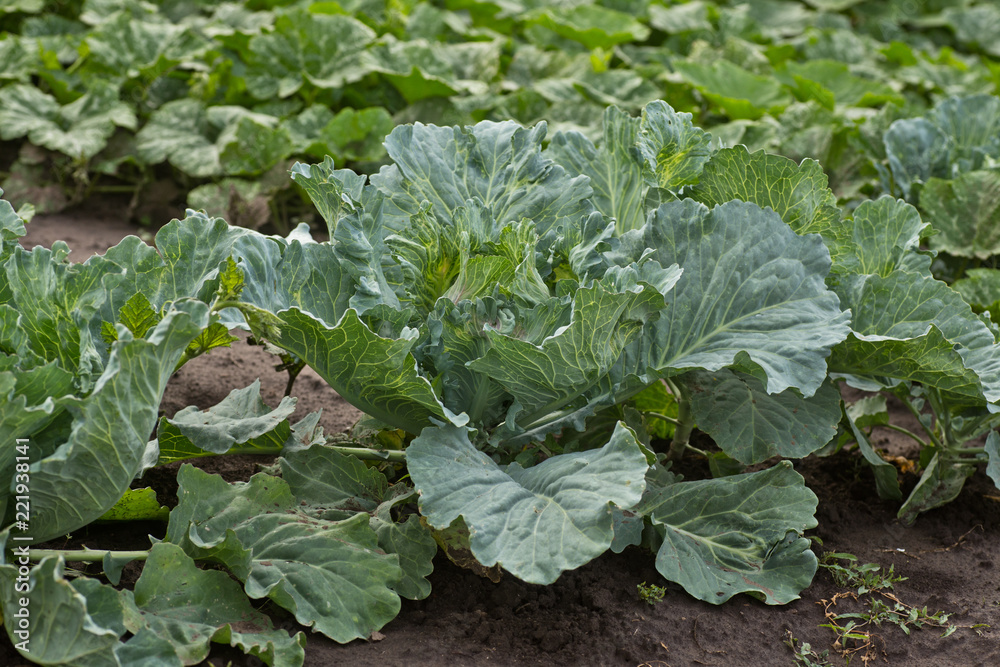 Brassica oleracea, Background of cabbage, headed cabbage leaves. Dew drops on a leaf of cabbage. Green juicy color of the plant. big fresh white cabbage Brassica oleracea, Background of cabbage, headed cabbage leaves. Dew drops on a leaf of cabbage. Green juicy color of the plant. big fresh white cabbage