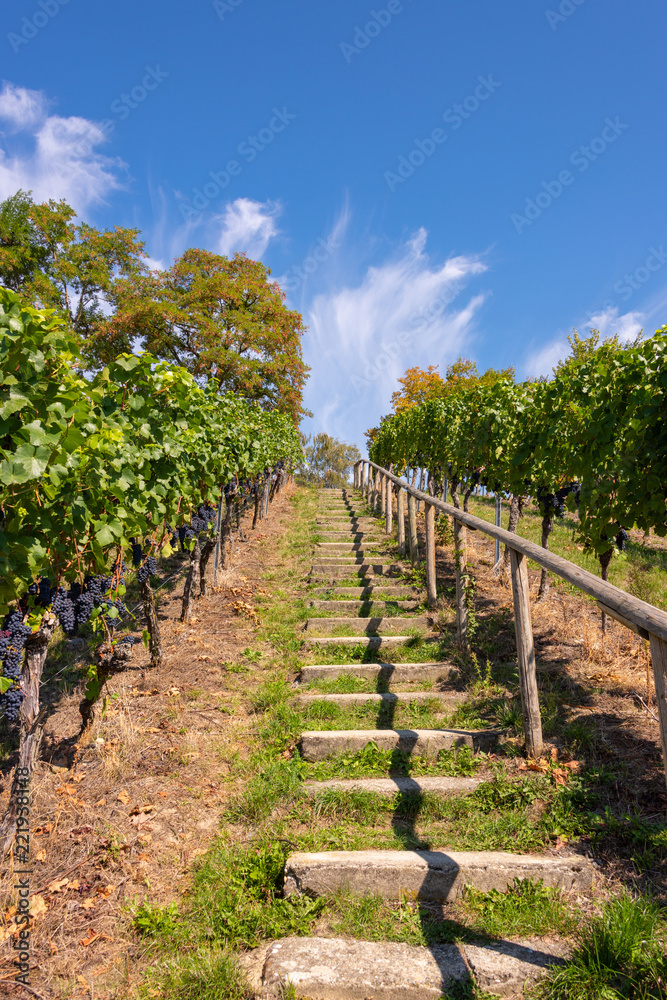 Steep path with steps up a beautiful vineyard near Birnau on Lake Constance on a summer day