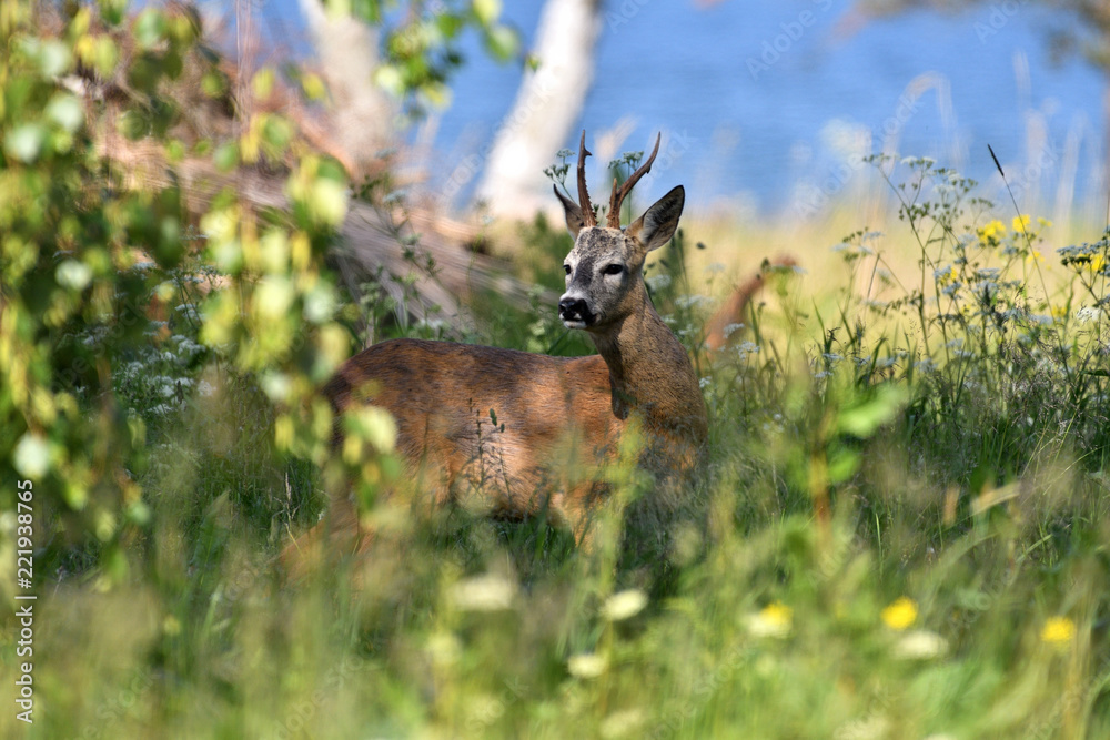 Fototapeta premium Deer on meadow