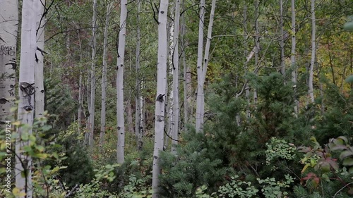Tracking shot through aspen grove