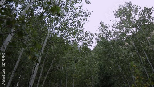 Rotating shot in an aspen grove