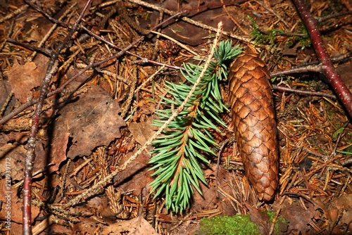 Pinecone and fir paw laying on the ground in the woods. © Mariya