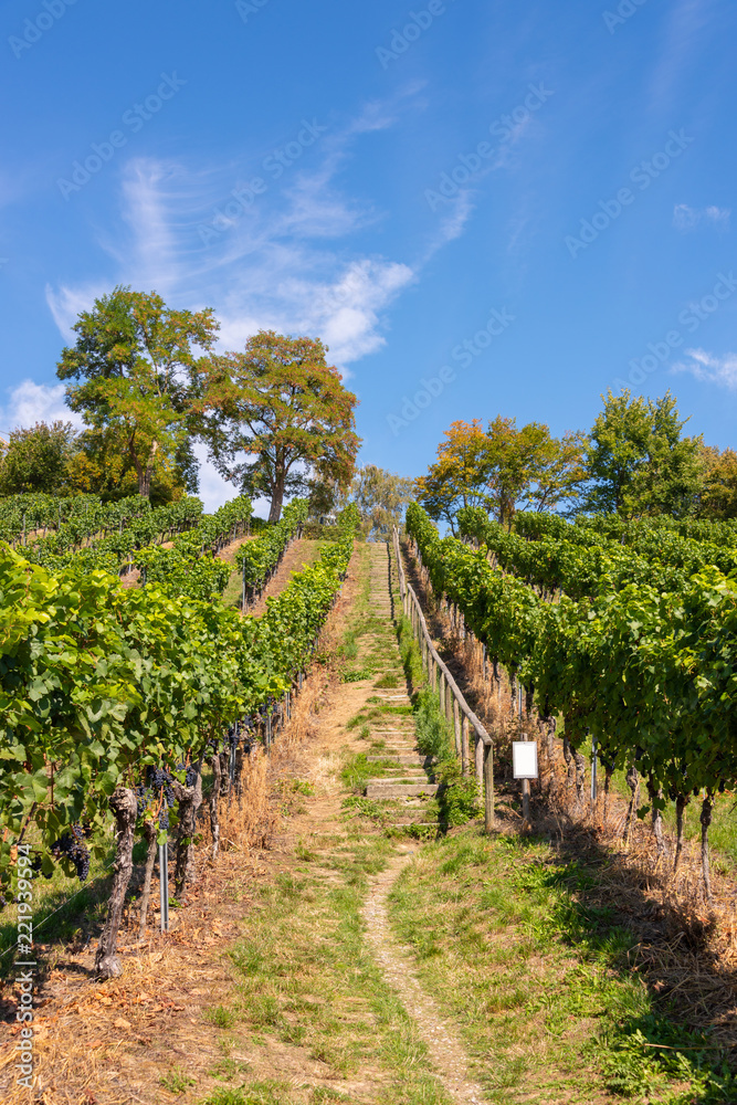 Steep path with steps up a beautiful vineyard near Birnau on Lake Constance in front of bright blue sky