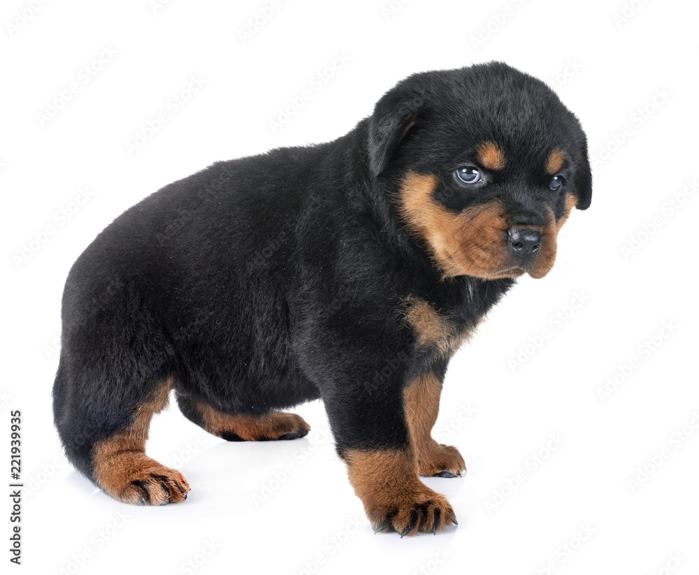 puppy rottweiler in studio