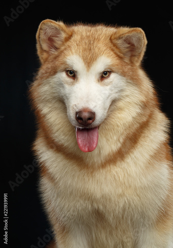 Alaskan Malamute dog on Isolated Black Background in studio