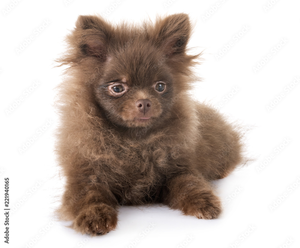 puppy pomeranian in studio puppy pomeranian in studio