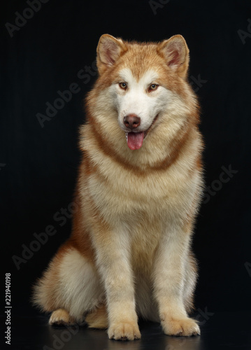 Alaskan Malamute dog on Isolated Black Background in studio