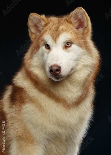 Alaskan Malamute dog on Isolated Black Background in studio