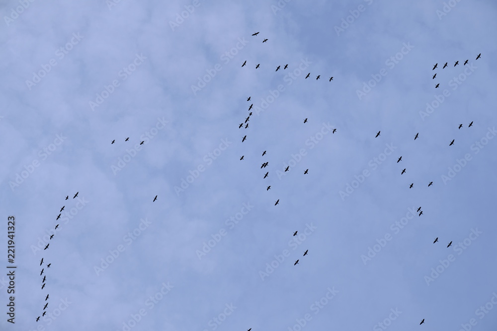 birds with sky