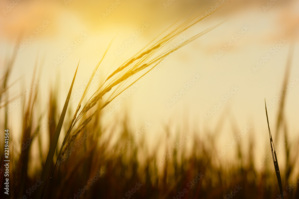 Sunset sky with rice fields yellow sky background. Sunset sky with rice fields yellow sky background.
