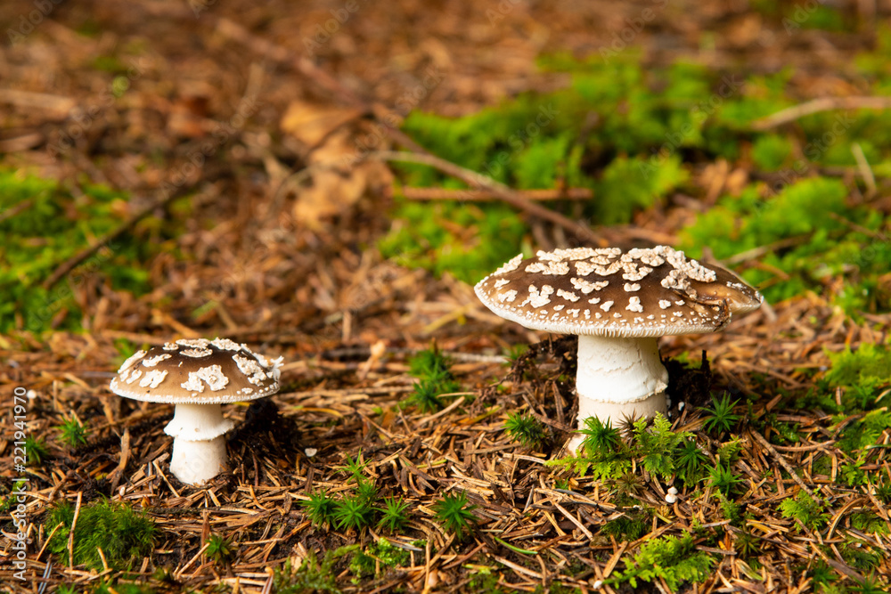 Fototapeta premium Mushroom-Amanita pantherina. Poisonous mushroom in forest. Autumn