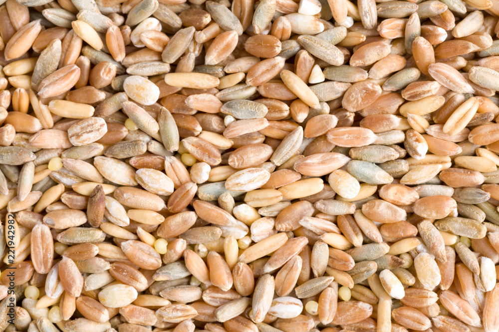 Wheat, rye, spelt, barley and sorghum grain seeds close up pattern background. Top view. Studio Shot Wheat, rye, spelt, barley and sorghum grain seeds close up pattern background. Top view. Studio Shot