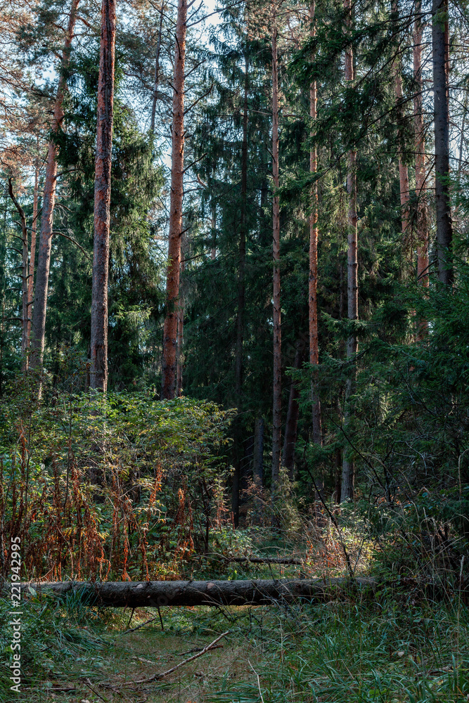 Obraz premium Forest landscape