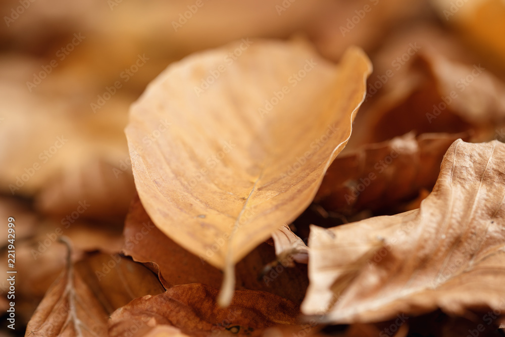 close up autumn leaf on ground.