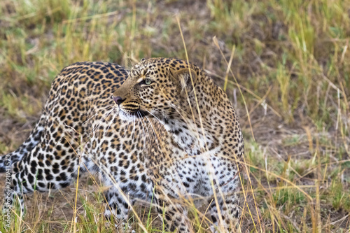 The leopard is always on the alert. Masai Mara, Kenya