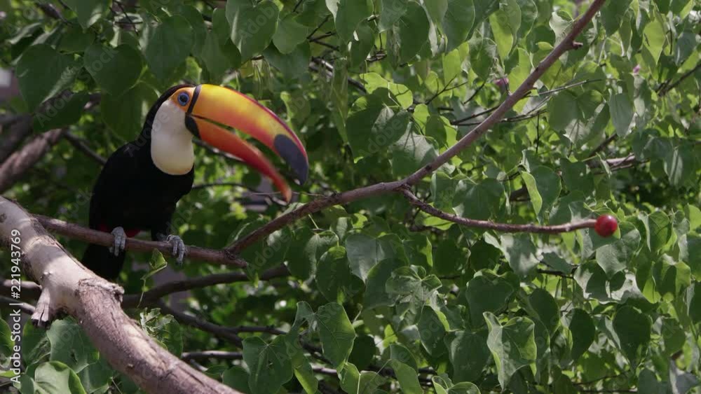 Toucan hops through tree branches to collect food for its young.