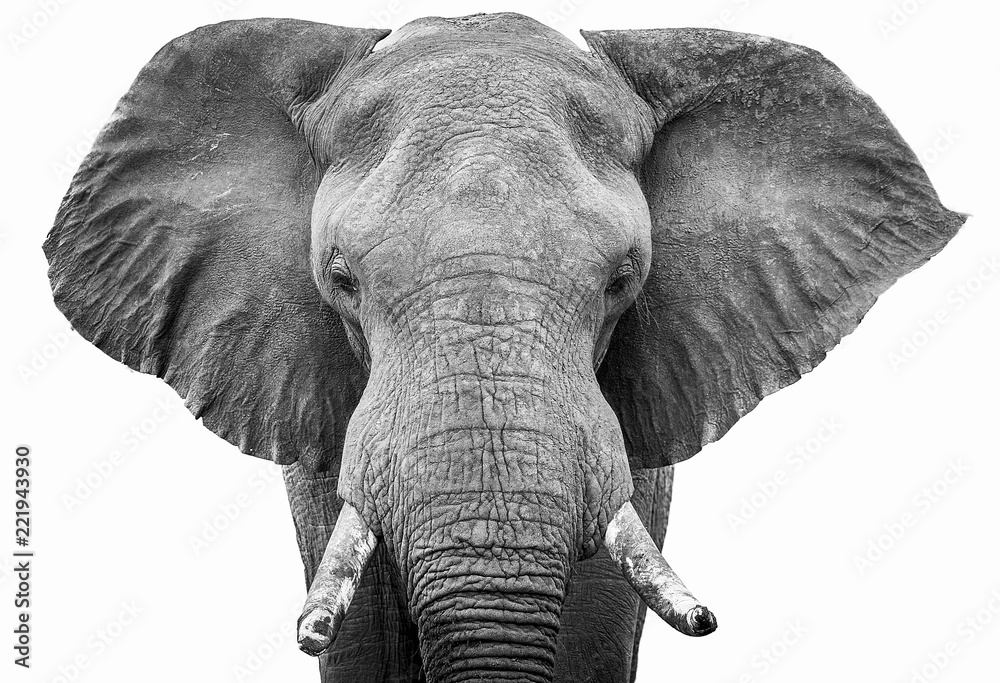 Elephant head shot black and white 