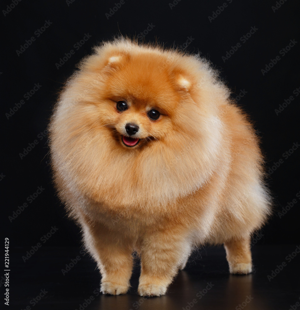Pomeranian spitz Dog on Isolated Black Background in studio Pomeranian spitz Dog on Isolated Black Background in studio