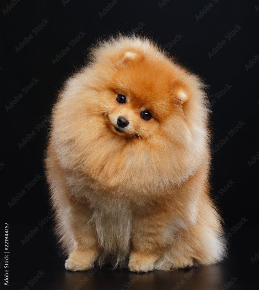 Obraz premium Pomeranian spitz Dog on Isolated Black Background in studio