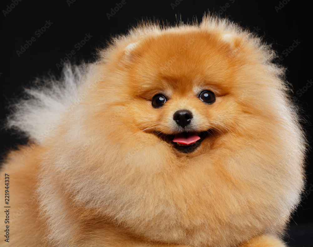 Pomeranian spitz Dog on Isolated Black Background in studio