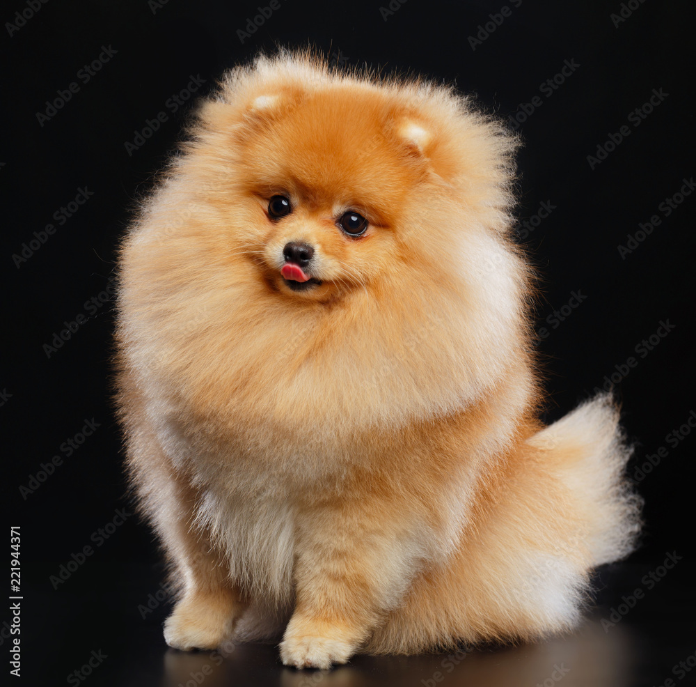 Pomeranian spitz Dog on Isolated Black Background in studio